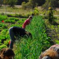 Several members of the GVSU community help weed and harvest the Leeks from the SAP.